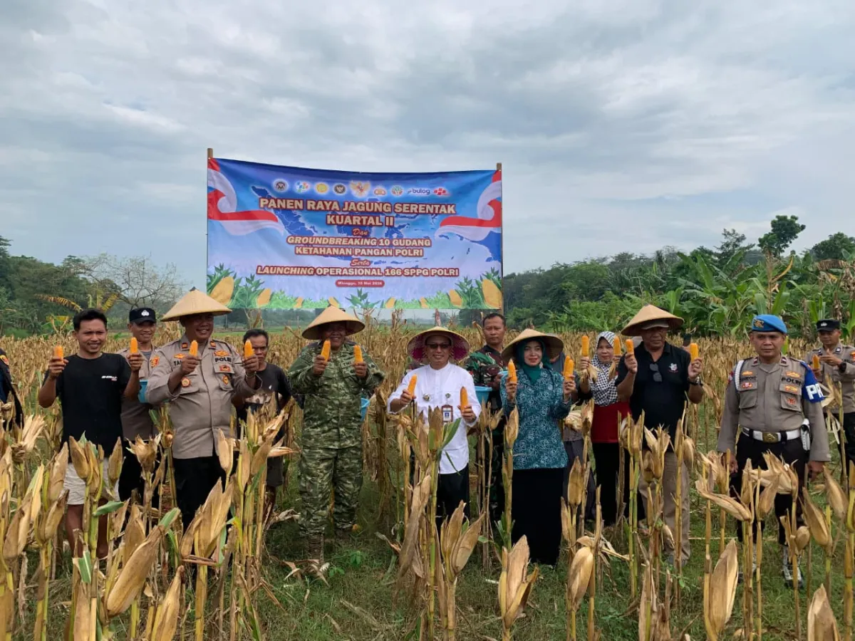 Panen Jagung bersama Forkopincam