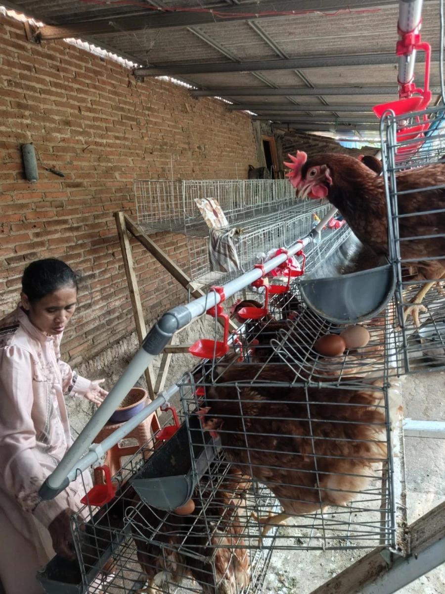 Lika liku ternak ayam petelur