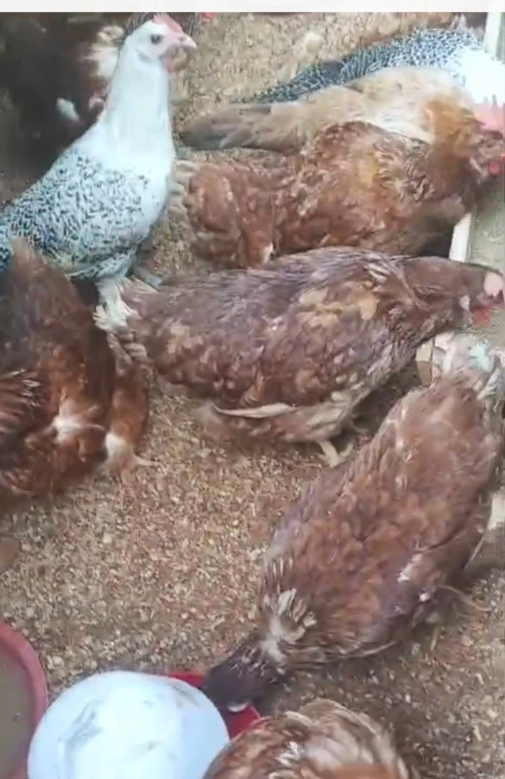 Kemandirian Usaha Peternakan Ayam Mandiri Milik Ibu Iva RT 05 / RW 04