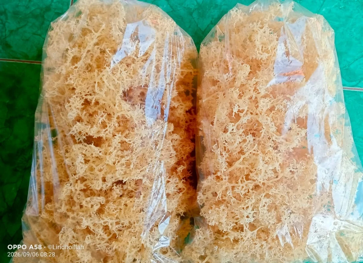 PKK Desa Telukawur Bersama KUBE Seaweed Kartini Kembangkan Pengolahan Rumput Laut Kering Tawar