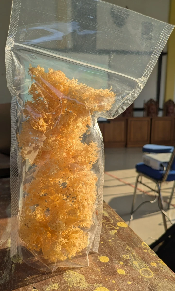 TP PKK Telukawur dan KUBE Seaweed Kartini Aplikasikan Pelatihan, Olah Rumput Laut Menjadi Produk Unggulan