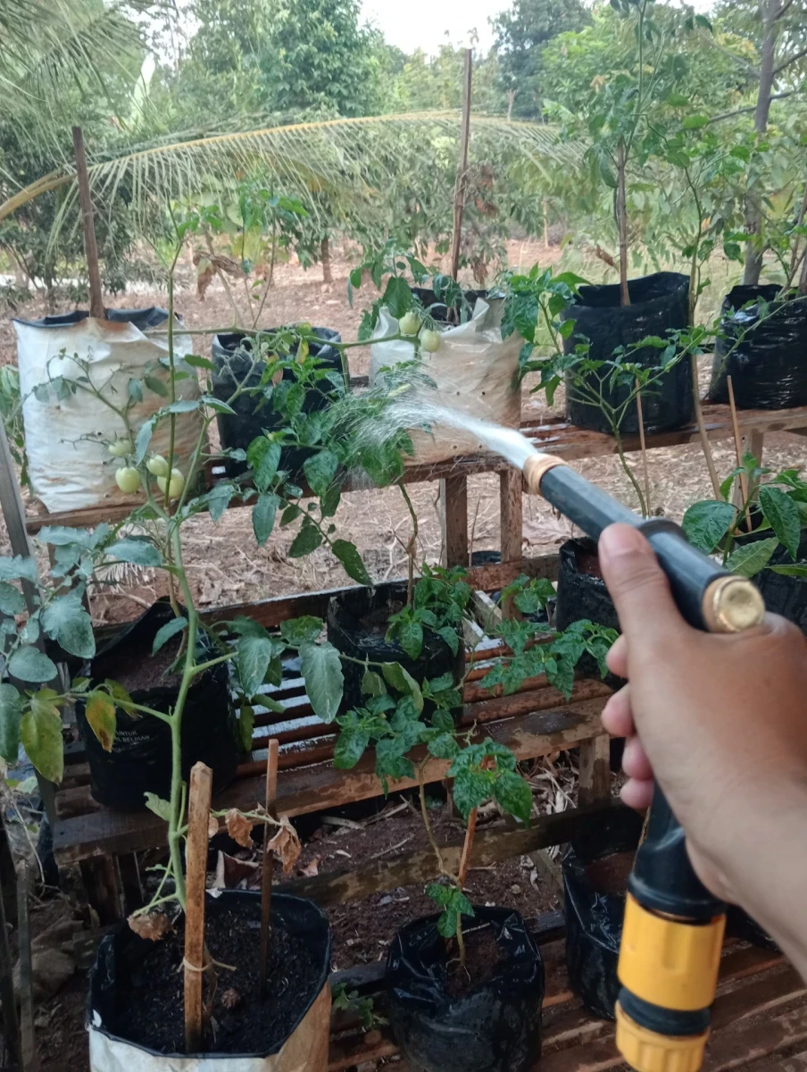 Piket Menyiram tanaman dan memberi makan lele di KWT Lestari Makmur Desa Mambak