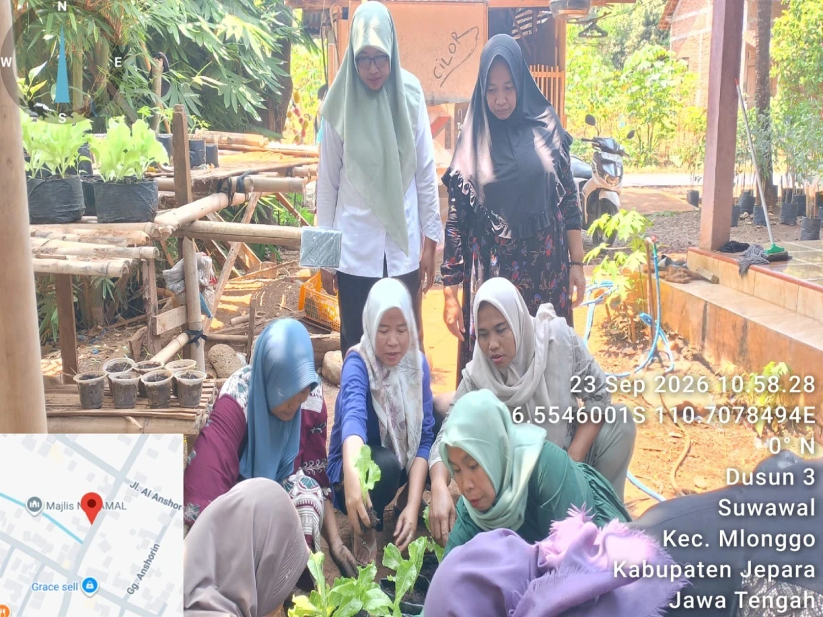 Tanam Selada, Panen Manfaat dari Pekarangan