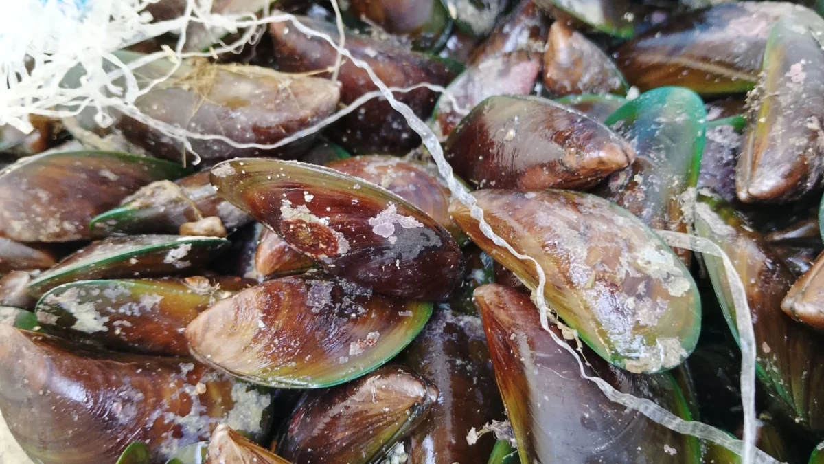 Kerang Hijau Melimpah di Telukawur, Potensi Laut Tersembunyi Mulai Dibuka