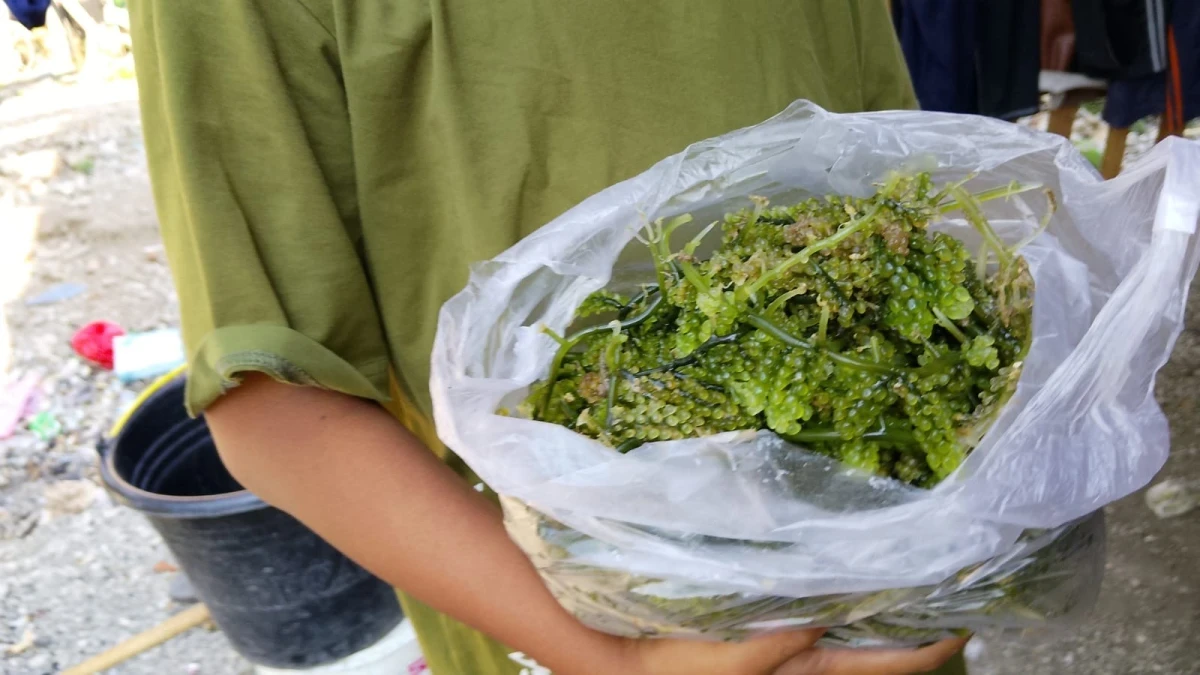 Latoh Melimpah di Telukawur, Dari Pesisir Menjadi Produk Unggulan Desa