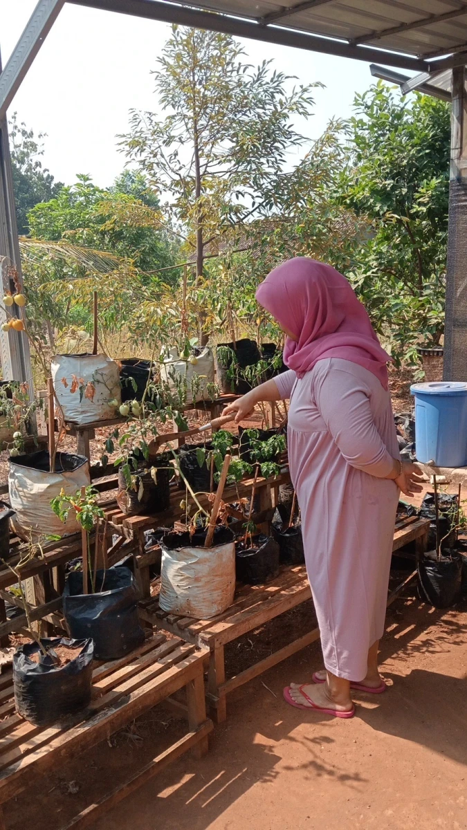 Pemanfaatan Pekarangan Rumah: Langkah TP PKK Desa Mambak Mewujudkan Lingkungan Asri dan Mandiri Pangan 🏡
