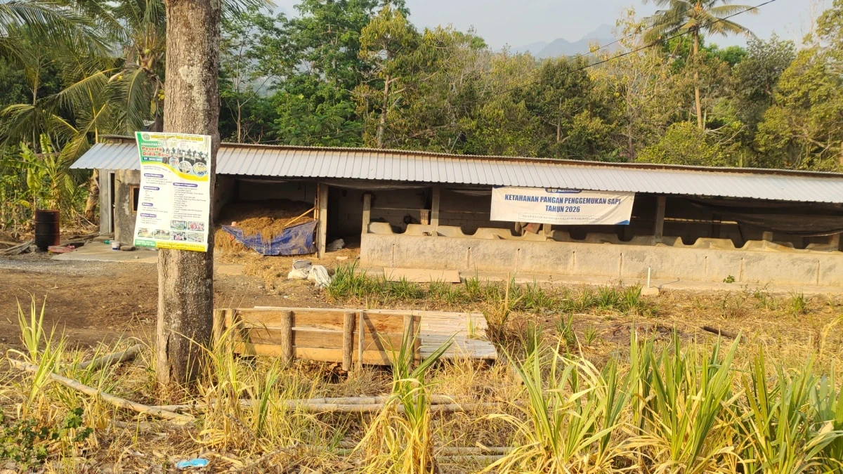 Mengunjungi peternakan sapi 
