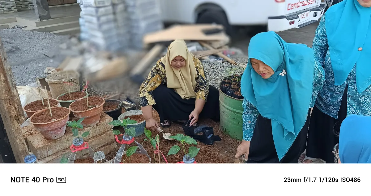 Menanam Cabe di Pekarangan 
