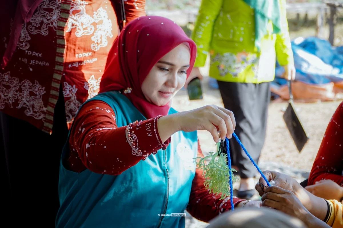 Panen Rumput laut di Dukuh Mrican